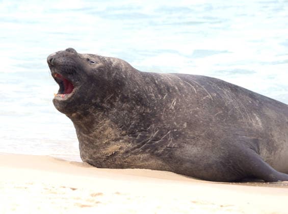 October 6, 2026, Rio De Janeiro, Rio De Janeiro, Brazil: A young southern elephant seal (Mirounga leonina) rests on Copacabana Beach in Rio de Janeiro, Brazil, on October 6, 2026. The unusual visitor has drawn attention along the coast in recent days after being seen in So£o Conrado, across Guanabara Bay in IcaraoÂ, Nitero³i, and now Copacabana. The young animal, which normally inhabits colder waters of the Southern Hemisphere, has attracted curious bathers and beachgoers at each stop. Experts advise people to observe the animal from a safe distance and not approach, touch, feed or attempt to return it to the water. One possibility raised by experts is that the seal traveled north from southern South America, potentially from the regi - ZUMAk251 20261006_znp_k251_018 Copyright: xBobxKarpx