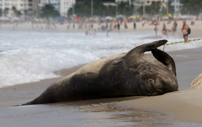 October 6, 2026, Rio De Janeiro, Rio De Janeiro, Brazil: A young southern elephant seal (Mirounga leonina) rests on Copacabana Beach in Rio de Janeiro, Brazil, on October 6, 2026. The unusual visitor has drawn attention along the coast in recent days after being seen in So£o Conrado, across Guanabara Bay in IcaraoÂ, Nitero³i, and now Copacabana. The young animal, which normally inhabits colder waters of the Southern Hemisphere, has attracted curious bathers and beachgoers at each stop. Experts advise people to observe the animal from a safe distance and not approach, touch, feed or attempt to return it to the water. One possibility raised by experts is that the seal traveled north from southern South America, potentially from the regi - ZUMAk251 20261006_znp_k251_028 Copyright: xBobxKarpx
