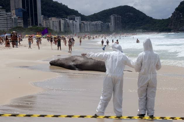 October 6, 2026, Rio De Janeiro, Rio De Janeiro, Brazil: Biologists with the Projeto de Monitoramento de Praias da Bacia de Santos (PMP-BS) monitor a young southern elephant seal (Mirounga leonina) resting on Copacabana Beach in Rio de Janeiro, Brazil, on October 6, 2026, assessing its condition and helping ensure it remains undisturbed. The unusual visitor has drawn attention along the coast in recent days after being spotted in So£o Conrado, across Guanabara Bay in IcaraoÂ, Nitero³i, and now Copacabana. The young seal, a species native to colder waters of the Southern Hemisphere, has attracted curious bathers and beachgoers at each stop. Experts advise people to observe the animal from a safe distance and not approach, touch, feed o - ZUMAk251 20261006_znp_k251_021 Copyright: xBobxKarpx
