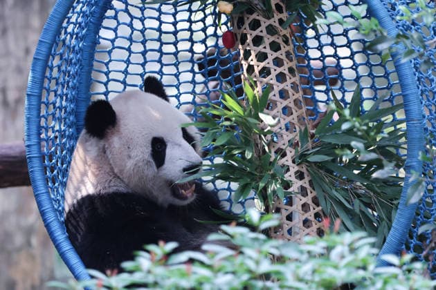 CHONGQING, CHINA - OCTOBER 06: Giant panda Yu Ke eats fruit while lying in a crib at Chongqing Zoo on October 6, 2026 in Chongqing, China. The zoo arranged enrichment activities and special meals for giant pandas to celebrate the National Day holiday.  Copyright: xVCGx 111672455461