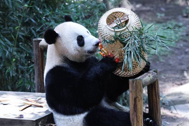 CHONGQING, CHINA - OCTOBER 06: Giant panda Xixi plays with a lantern enrichment item at Chongqing Zoo on October 6, 2026 in Chongqing, China. The zoo organized special activities including enrichment games and festive meals for the giant pandas to celebrate the National Day holiday.  Copyright: xVCGx 111672455462