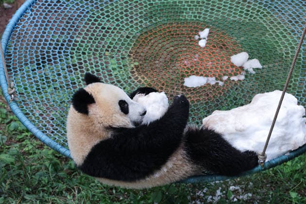 CHONGQING, CHINA - OCTOBER 06: Giant panda Wangshu plays with a snow enrichment item on October 6, 2026 in Chongqing, China. The zoo provided special enrichment activities and food for the giant pandas to celebrate the National Day holiday.  Copyright: xVCGx 111672455455