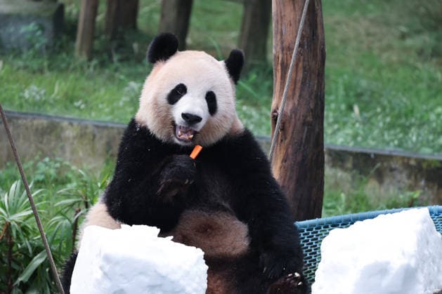 CHONGQING, CHINA - OCTOBER 06: Giant panda Liangyue eats carrots in a snow pile at Chongqing Zoo on October 6, 2026 in Chongqing, China. The zoo arranged enrichment activities and special meals for giant pandas to celebrate the National Day holiday.  Copyright: xVCGx 111672455448