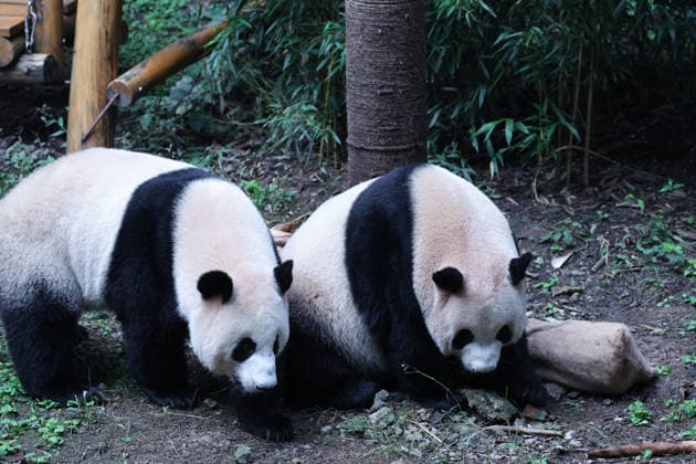 CHONGQING, CHINA - OCTOBER 06: Giant pandas Xi Xi and Qing Qing look for bamboo shoots in a sack on October 6, 2026 in Chongqing, China. The pandas played with enrichment items, rolled in snow piles and ate a special meal to celebrate the National Day holiday alongside citizens and tourists.  Copyright: xVCGx 111672455453