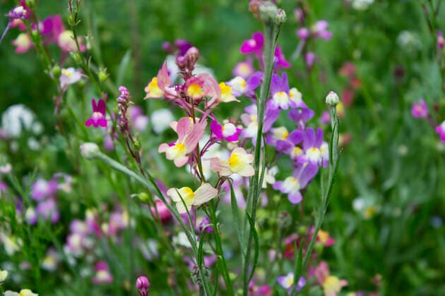 Plants, Toadflax