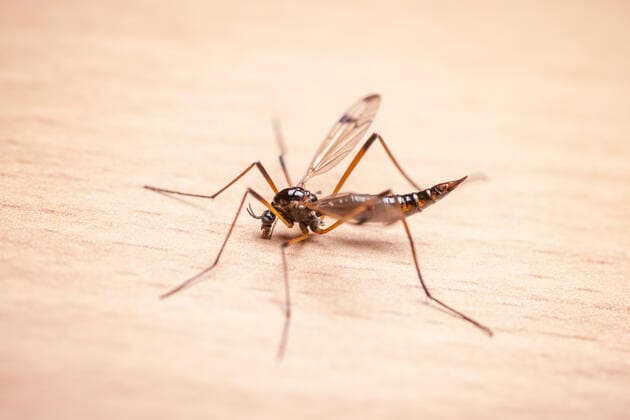 Nature, Animals, Insects, Mosquitoes