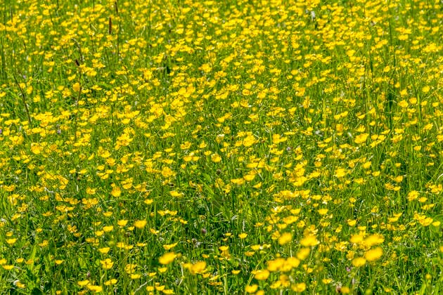 The marsh marigold meadow is plant community of the year 2024