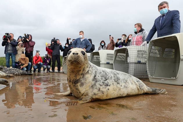 Russia, release of seals into the Gulf of Finland