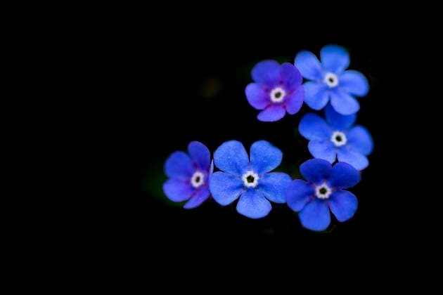 Plants, Caucasian forget-me-not