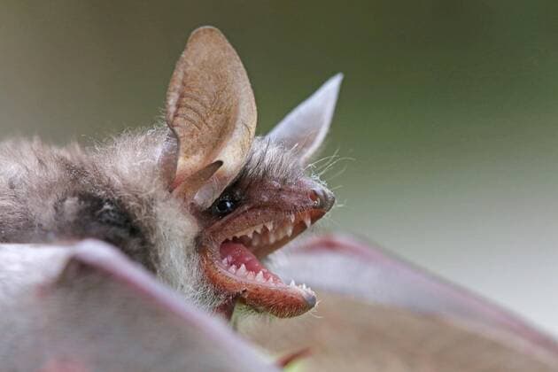 The greater mouse-eared bat is Bat of the Year 2024 and 2025