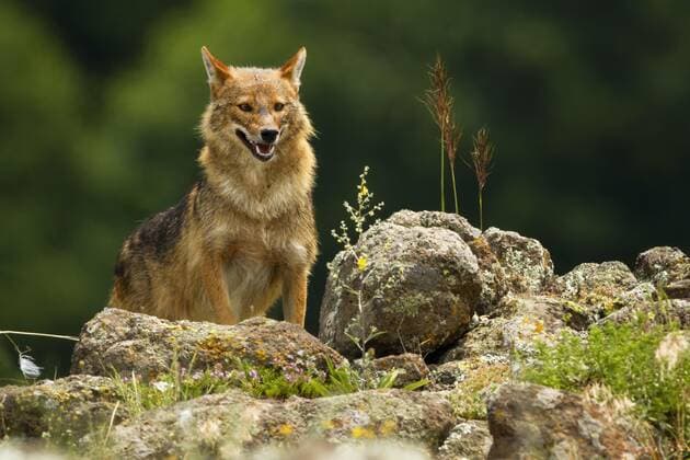 Golden jackals are spreading in Europe, archive images