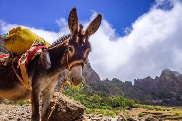 Calendar motifs: Donkey