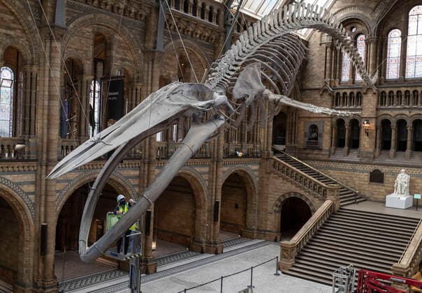 Coronavirus in Great Britain, Natural History Museum about to reopen