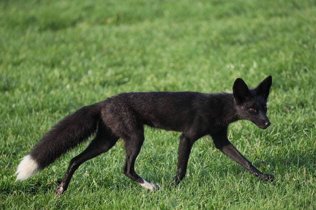 Rare black fox in Humber Park in Toronto, Canada