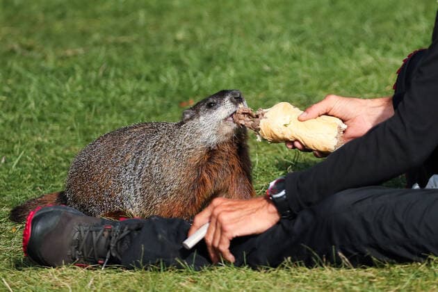 Canada, man shares his sandwich with groundhog in park in Toronto