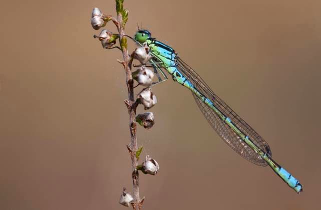 Moon damselfly is dragonfly of the year 2024