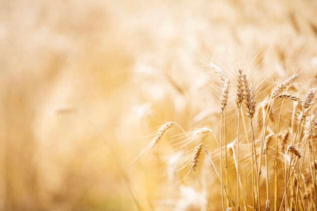 IMAGO Nature: Our Earth, environmental problems, nutrition, plants of the future, oats