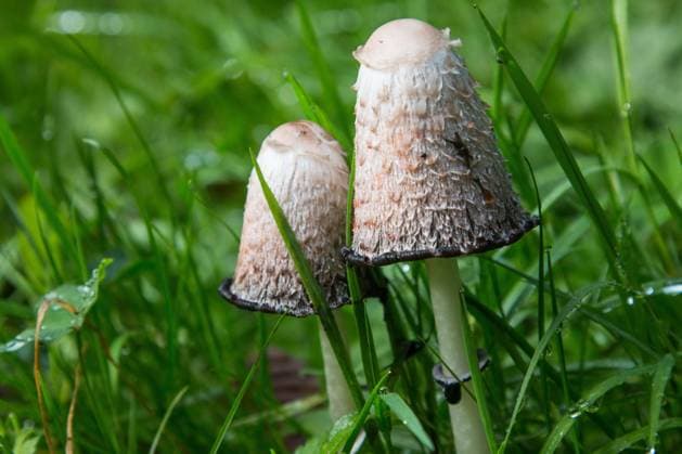 Crested Tintling is Mushroom of the Year 2024