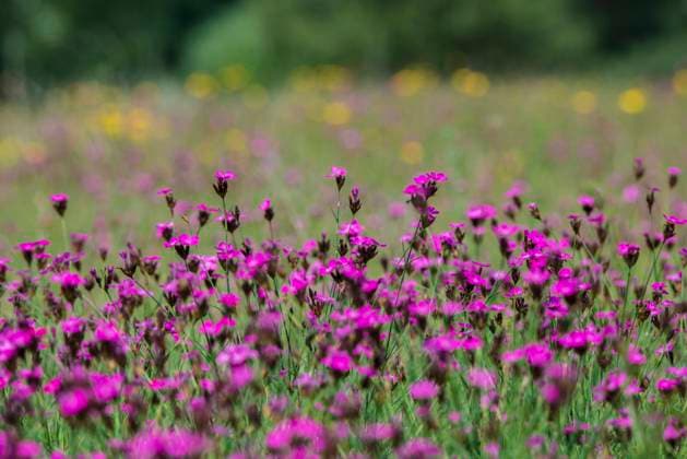 Nature, Plants, Carthusian - Carnation