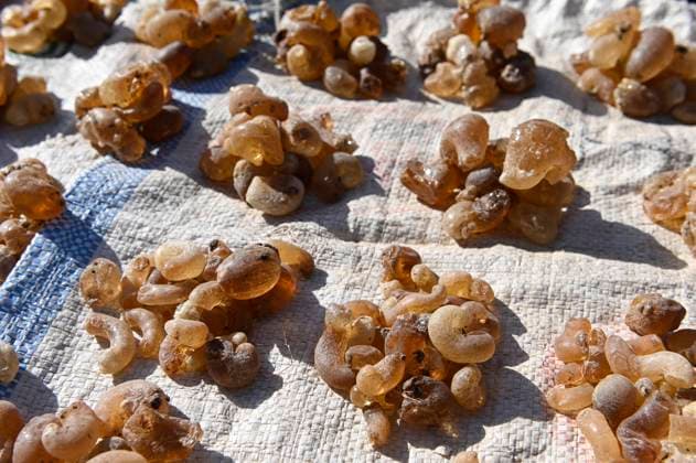 Natural resin Gum Arabic, symbol images