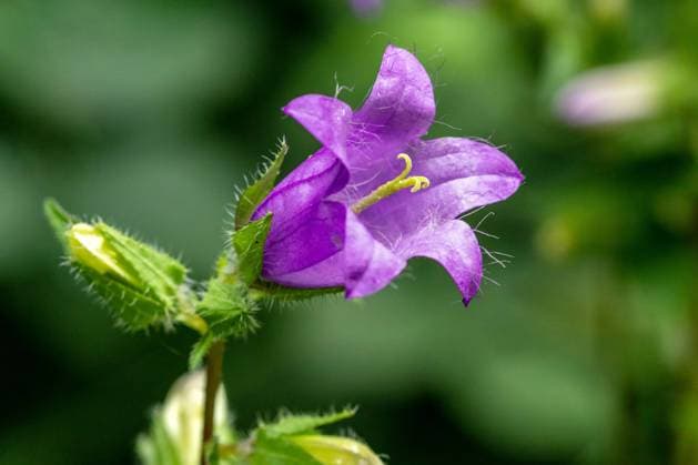 Nature, Plants, Wildbell
