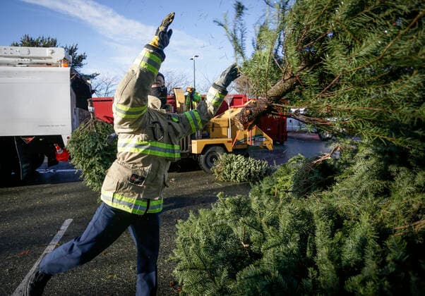 Canada, Christmas tree disposal in Richmond