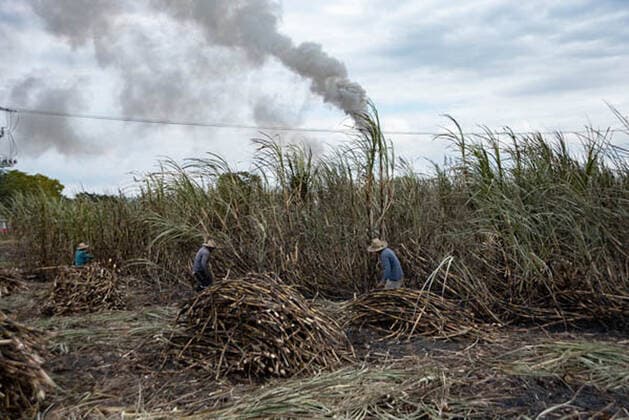 Mexico, working in a sugar cane field near Veracruz