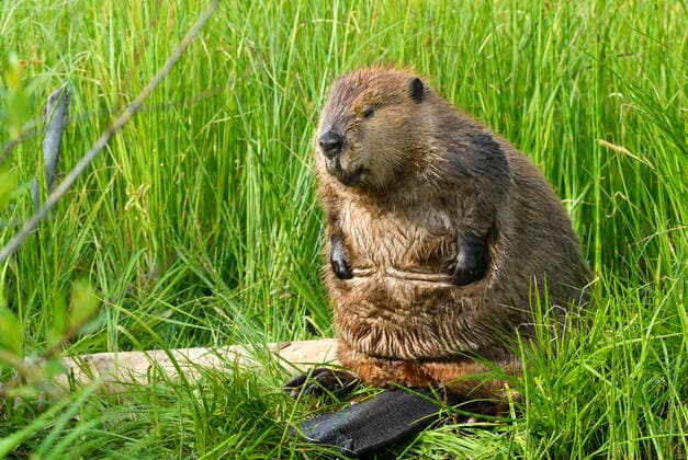 International Beaver Day on 7 April