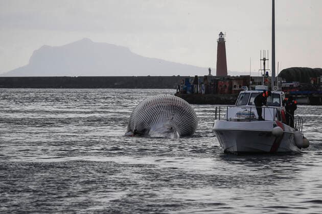 Italy, a whale carcass is recovered in the Gulf of Naples