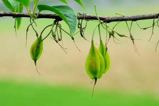 IMAGO Nature: Our Earth: Plants, endangered species