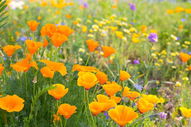 plants, gold poppy