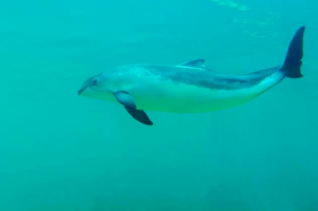 Common porpoise, animal of the year 2022