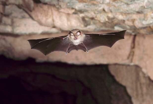 The lesser horseshoe bat is cave animal of the year 2022