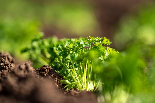 Parsley is Poisonous Plant of the Year 2023