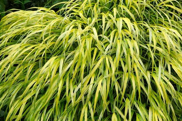 Japanese mountain grass is perennial of the year 2022