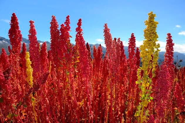 IMAGO Nature: Our Earth, environmental problems, nutrition, plants of the future, quinoa