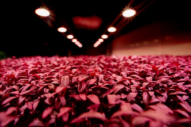 IMAGO Nature: Our Earth, environmental problems, nutrition, plants of the future, amaranth