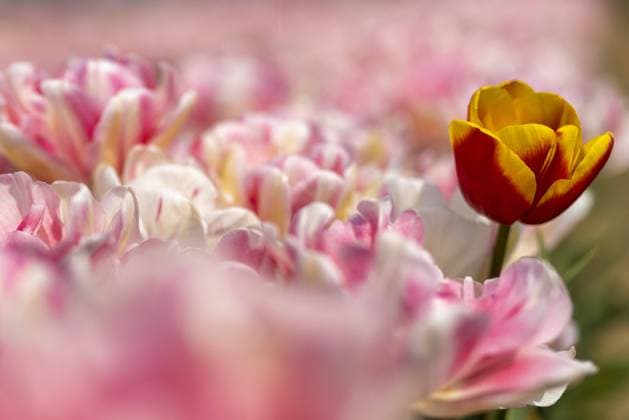 Nature, Plants, Tulips