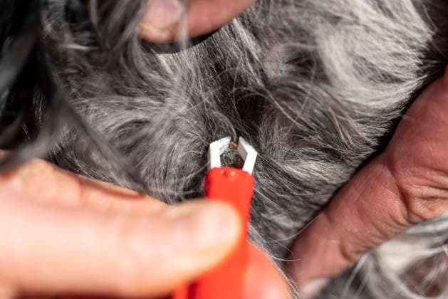 Tick danger - cases of dog malaria on the increase, symbol pictures
