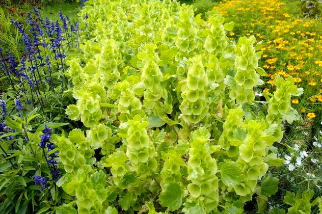 Plants, Shellflower