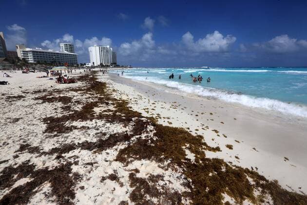 Mexico, brown algae invasion in Cancun