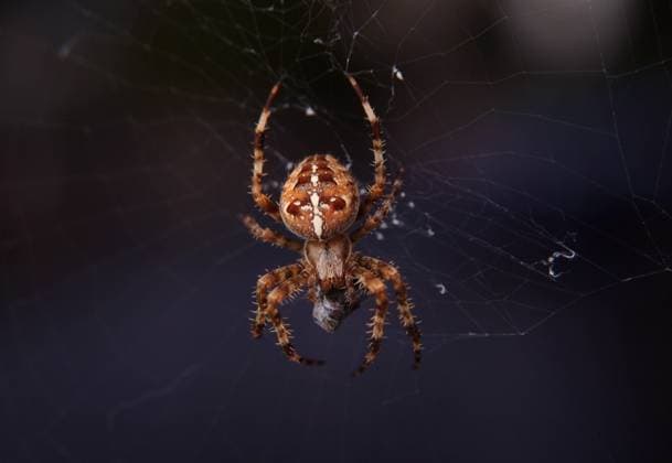 Arachnids, spider, cross spider Araneus