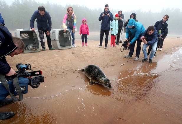 Seals released into the wild in the Gulf of Finland