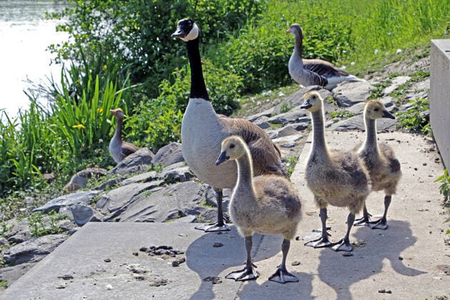 Canada geese with offspring on the Ruhr in Essen