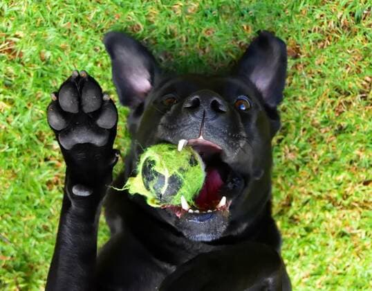 Dogs should not play with tennis balls, risk of choking and tooth damage - Archive