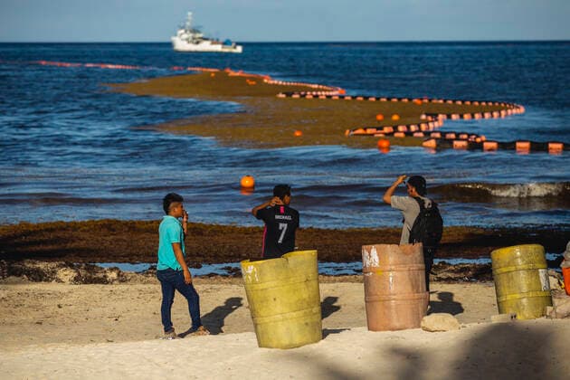 Mexico, Sargassum tries Caribbean beaches of Mexico