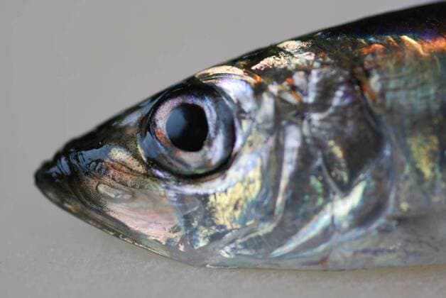 The herring is the fish of the year 2022