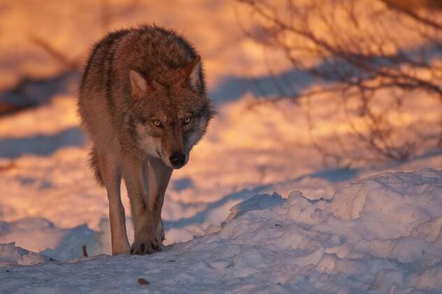 Calendar motifs: Wildlife in Germany