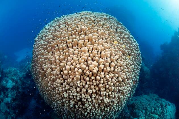 Calendar motifs: Underwater worlds