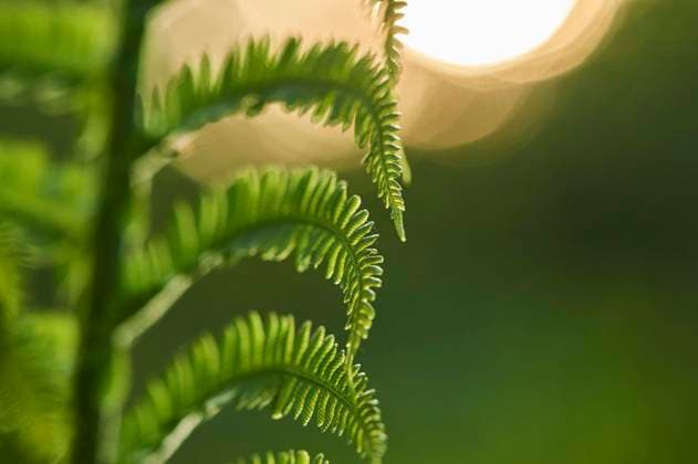 Nature, Plants, Ferns, Worm fern
